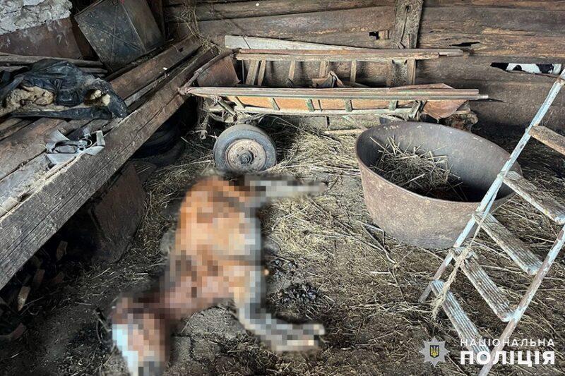 На Хмельниччині чоловік жорстоко поводився з десятками коней