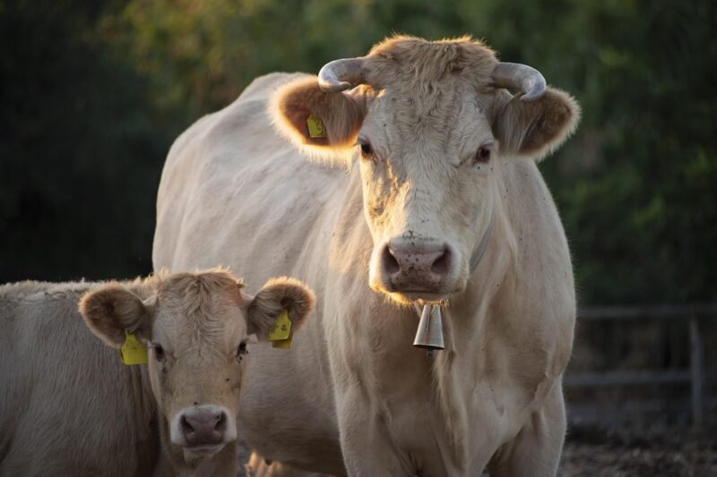 Україна заборонила ввезення деяких продуктів зі Словаччини