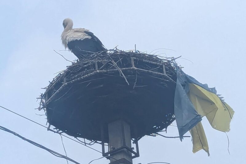На Закарпатті лелека приніс до гнізда прапор України