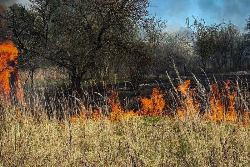 Пожежа сухостою на Львівщині: згоріло 11 дачних будинків