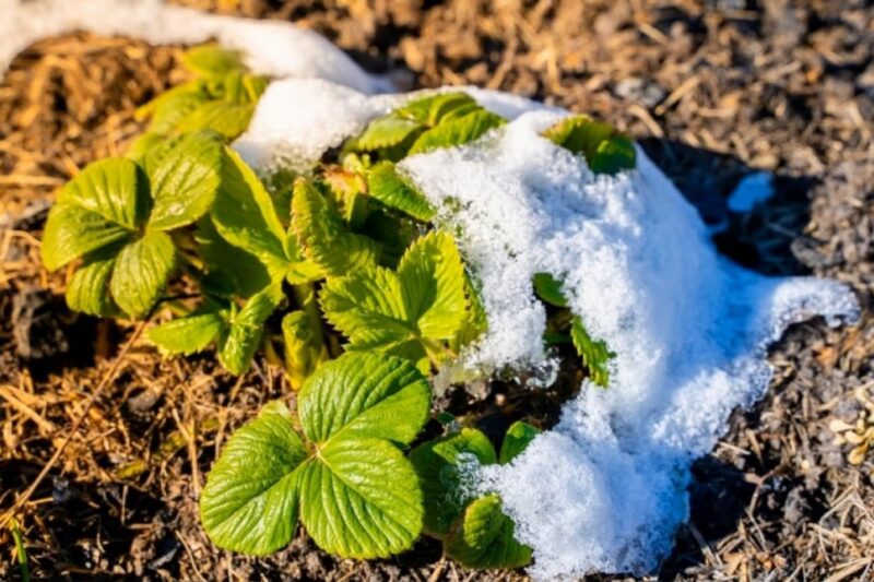 Урожай 2025: якими можуть бути наслідки квітневого похолодання