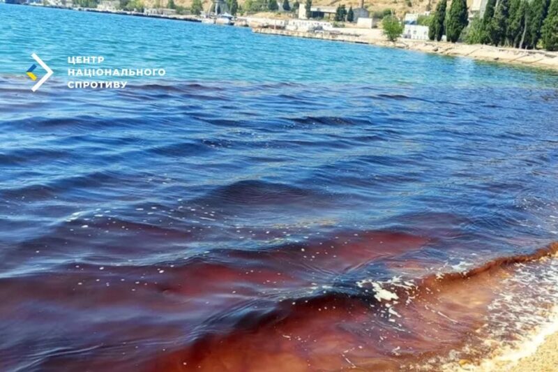 У Севастопольській бухті масово гинуть дельфіни через злив нечистот