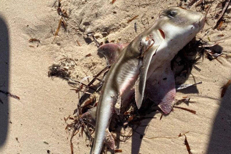 В Австралії через токсичні водорості загинули сотні морських тварин