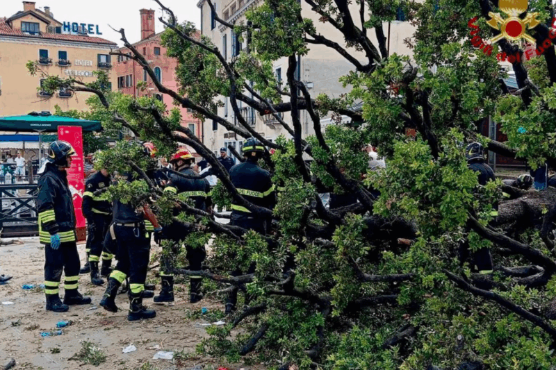 У центрі Венеції 50-річне дерево впало на туристів