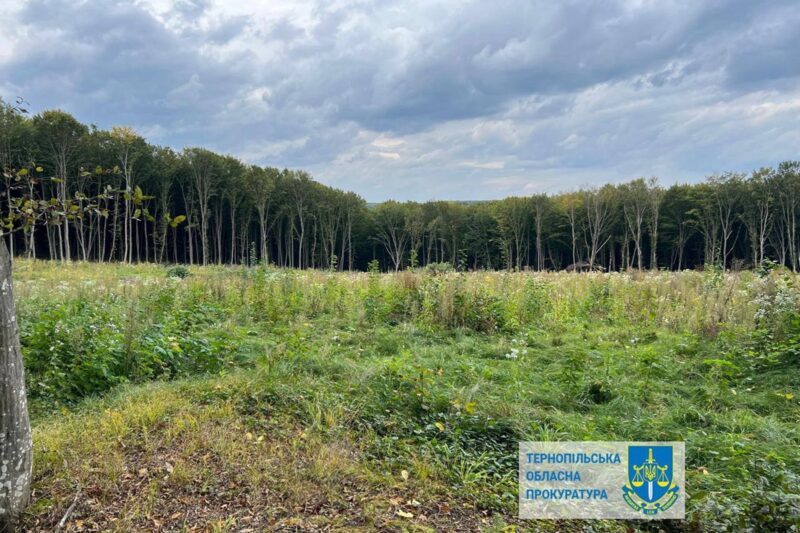 Шкода на 57 млн: на Тернопільщині незаконно вирубали понад 6000 дерев