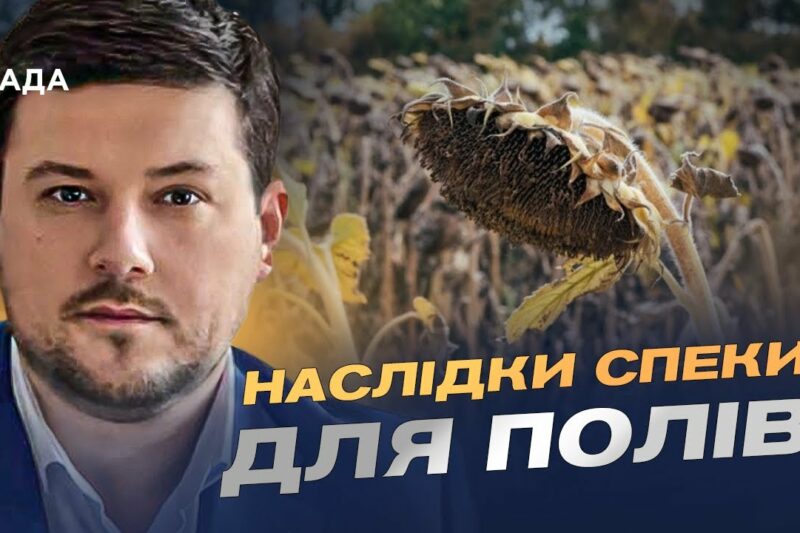 Врожай соняшника 2025: американський прогноз та українські реалії | Денис Марчук