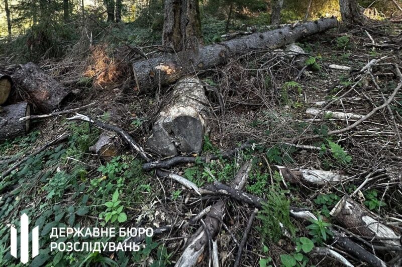 Лісничому загрожує до п’яти років за вирубку у заповіднику