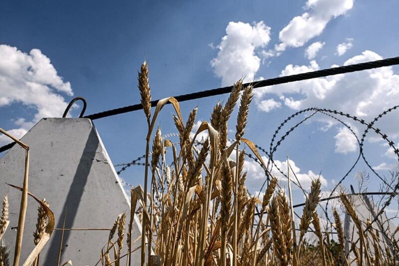 Аграрії завершили збір пшениці в Україні