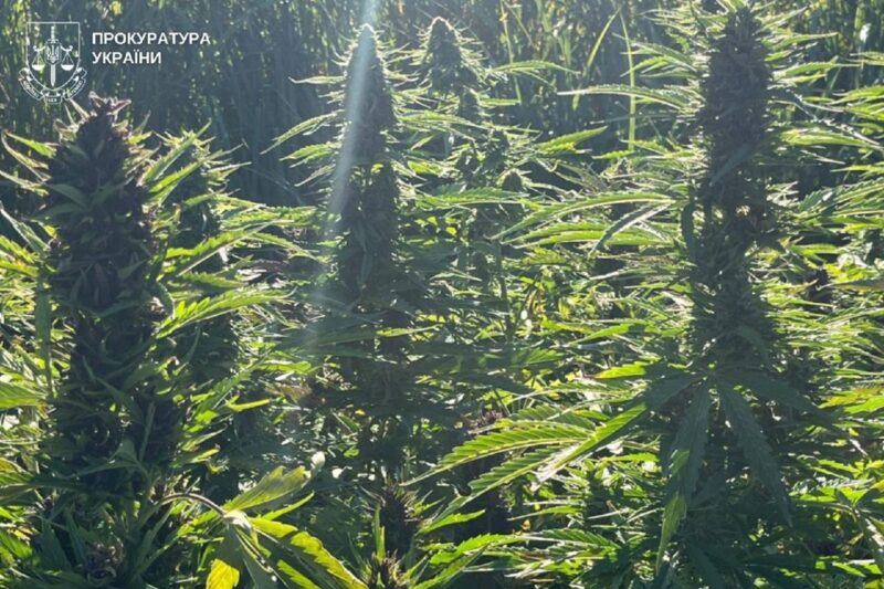 На Вінниччині викрили наркоугруповання з мільйонними прибутками