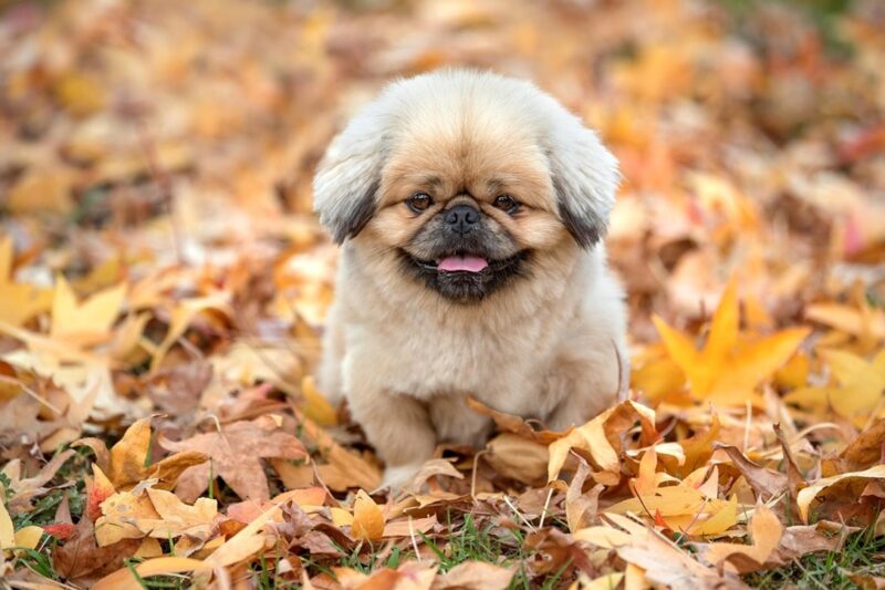 Синоптики розповіли, якою буде погода в Україні 29 вересня
