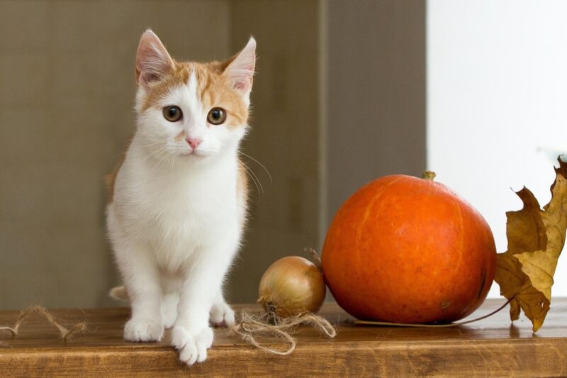 Гороскоп для всіх знаків зодіаку на 16 жовтня 2025 року