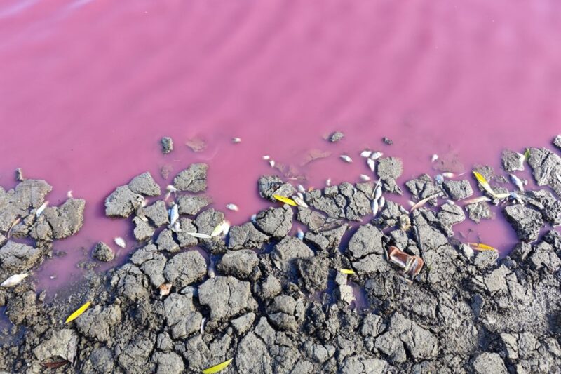 На Одещині зафіксували масову загибель риби у рожевій водоймі
