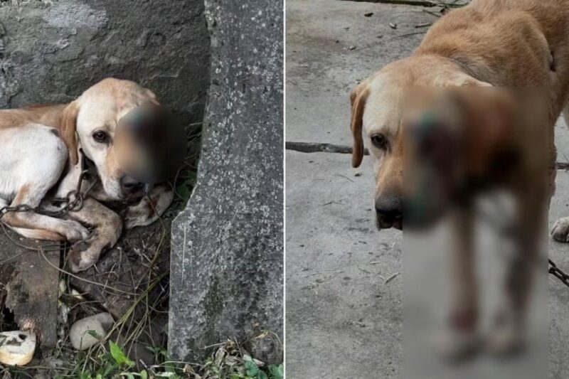 На Закарпатті чоловік тягнув собаку, прив’язавши її до мототрактора