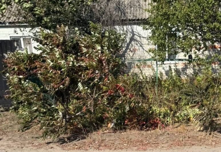 Росіяни вбили жительку Харківщини