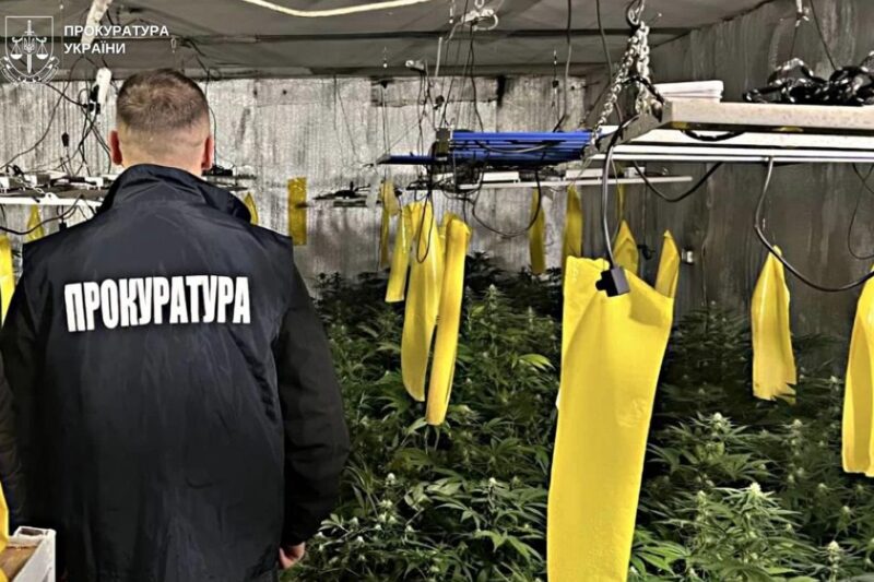 Вирощування коноплі у підвалі будинку: викрито групу наркоділків