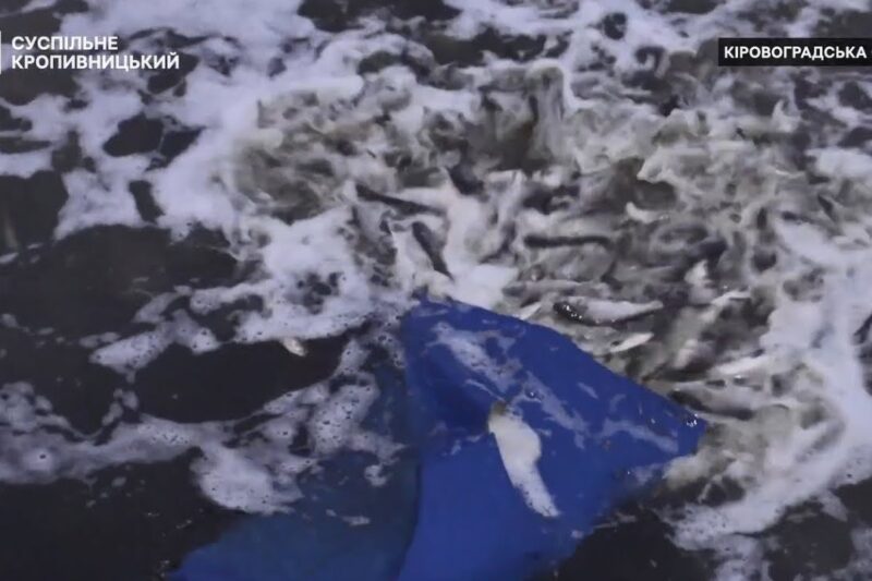 Понад дві тонни товстолоба й коропа оселилися в річці Сугоклія на Кіровоградщині