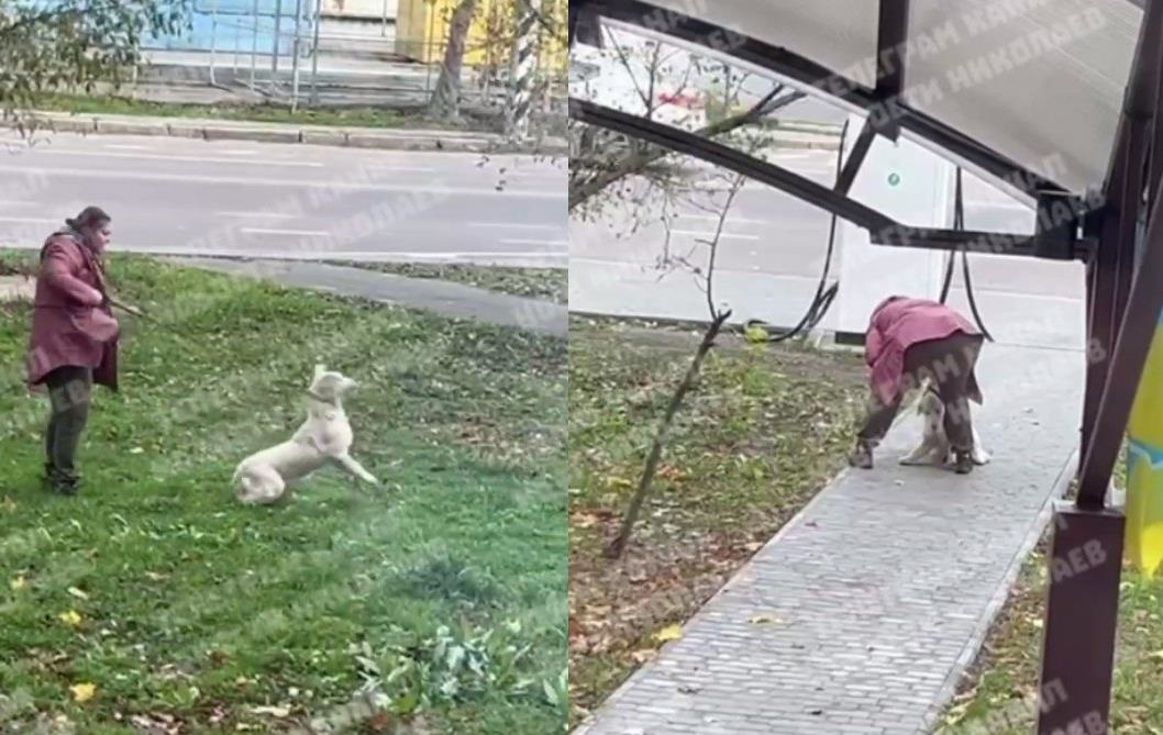 Новини України - Била та кидала об землю: у Миколаєві жінка знущалася з собаки