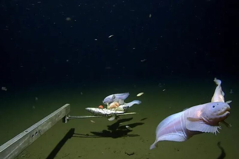 На глибині 8,3 км: вчені зафіксували найглибшого мешканця океану