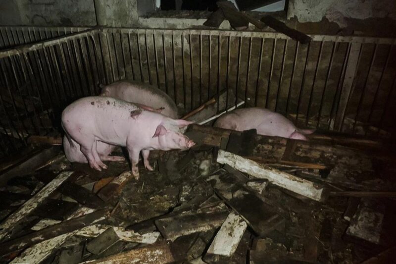 На Харківщині через атаку РФ спалахнула ферма: загинули 60 тварин