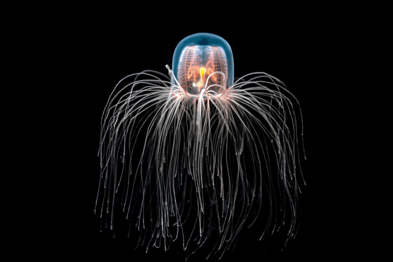 Найдивніші тварини світу