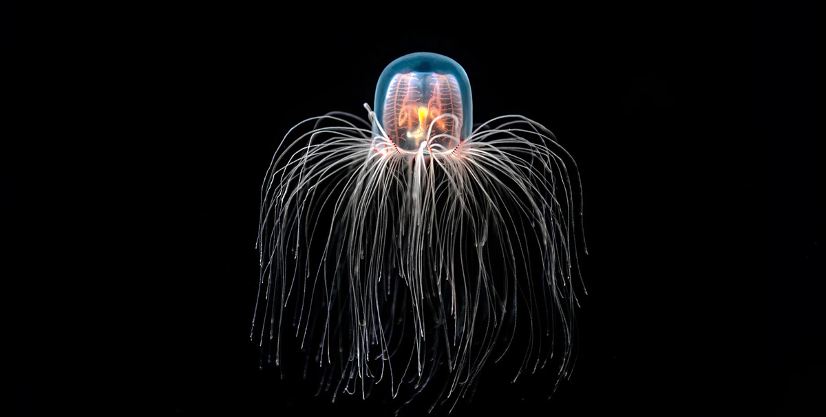 Без категорії - Найдивніші тварини світу