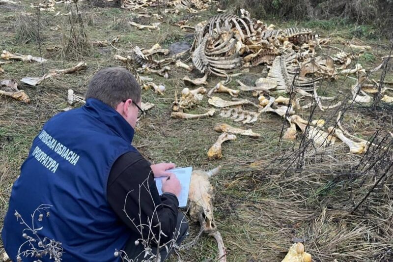 Під Харковом виявлено масовий скид кісток великої рогатої худоби
