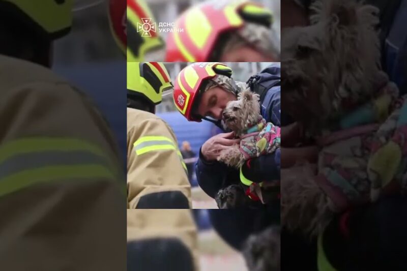 Рятувальники дістали з-під завалів 9-поверхівки у Дніпрі маленьку йоркшир тер’єр Мішель