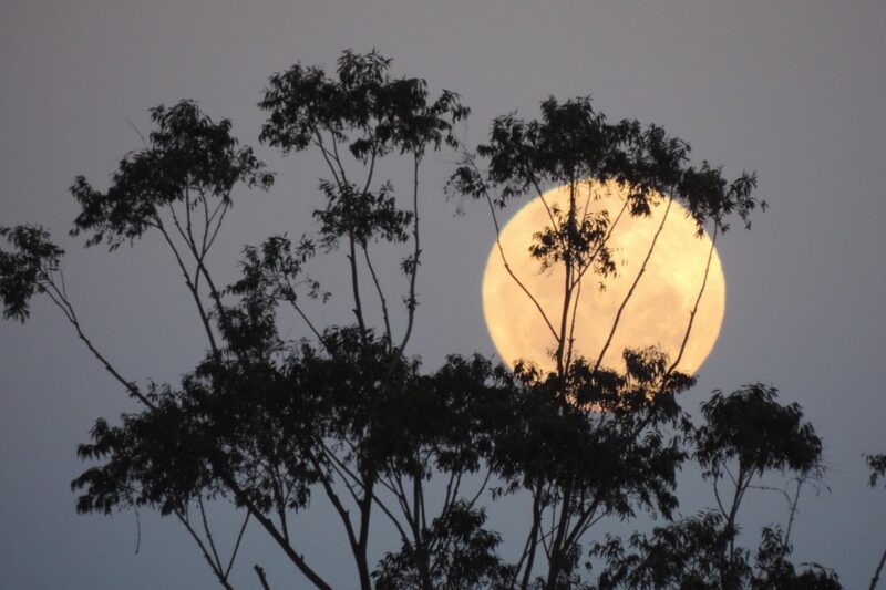 У ніч на 5 листопада небо освітить Бобровий Місяць