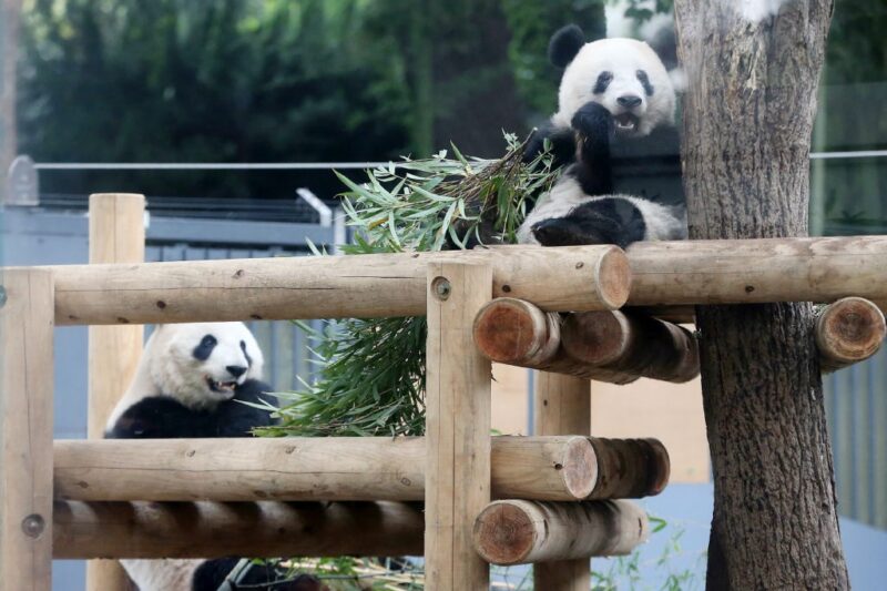 Китай поверне усіх панд із Японії вперше за 50 років