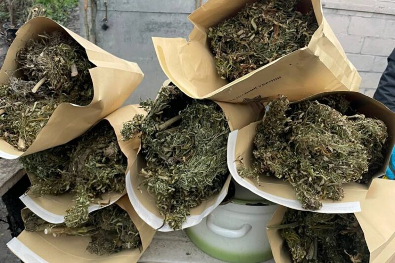 На Харківщині у наркозбувачів вилучили понад 10 кг канабісу