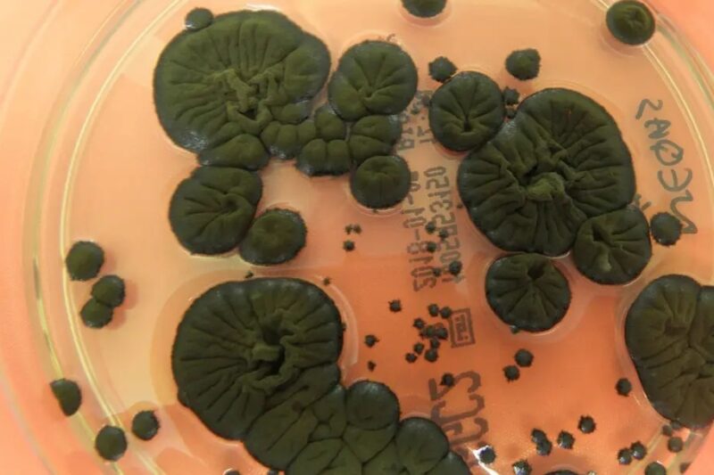 NASA розглядає чорнобильські гриби як новий захист від радіації в космосі