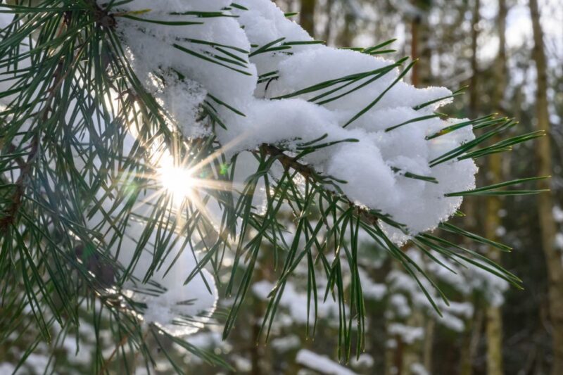 Сніг та нічні морози: якої погоди слід очікувати на вихідних