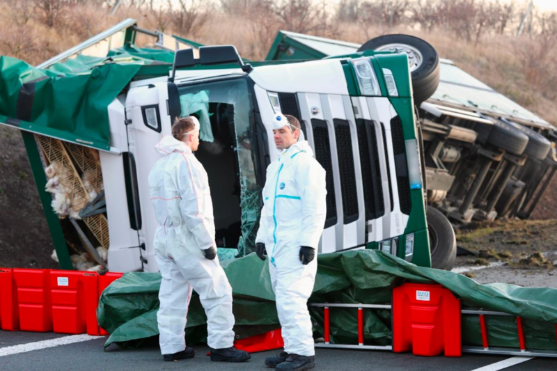 Новини світу - Тисячі курей розбіглися з місця масштабної ДТП у Німеччині