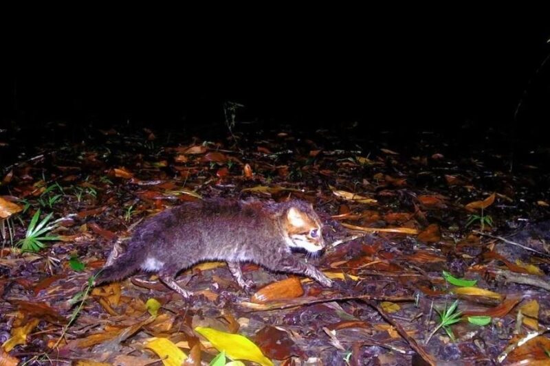 У Таїланді помітили кішку, яка вважалася вимерлою
