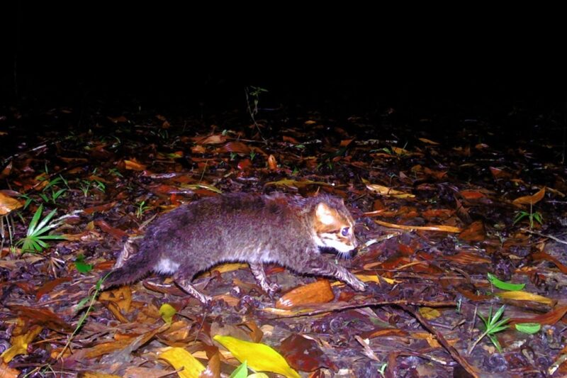 Технології - У Таїланді вперше за 30 років зафіксували рідкісну дику кішку