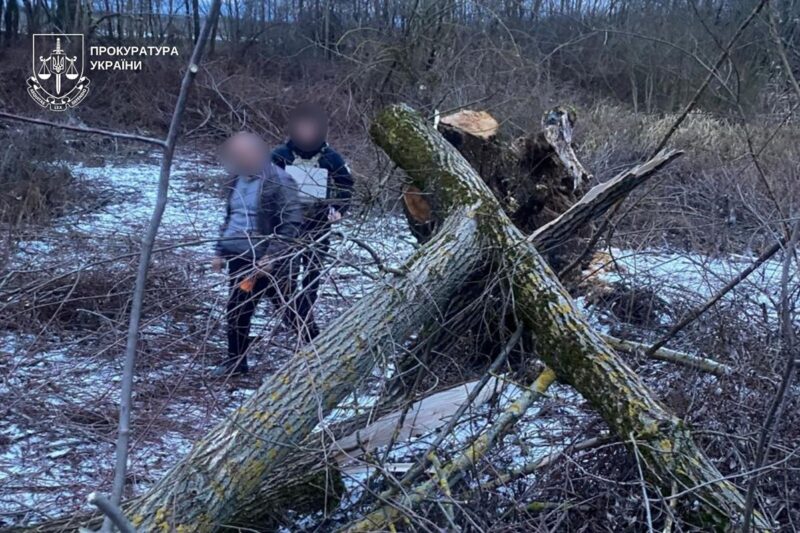 На Закарпатті дерево впало на 8-річну дитину: дівчинка загинула