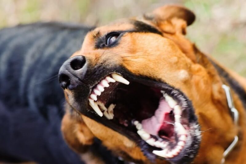 Новини України - На Закарпатті собаки покусали дітей, що попросилися в туалет при дорозі