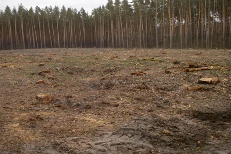Збитки на 546 млн грн: ДБР викрило за рік сотні злочинів в лісовій галузі