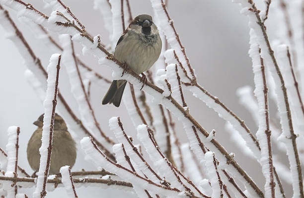 Екстремальні морози: чого чекати від погоди після вихідних