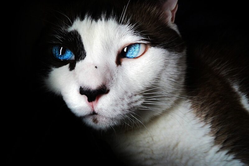 Гороскоп для всіх знаків зодіаку на 11 лютого 2025 року