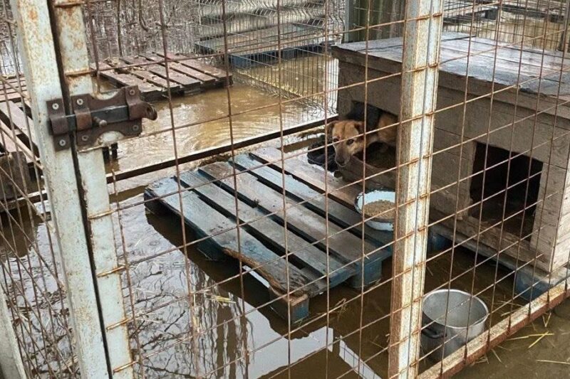Притулок у Кропивницькому опинився під водою: “у пастці” сотні собак
