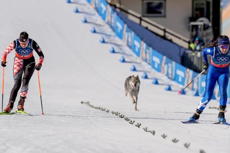 Собака став учасником жіночого кросу на Олімпіаді