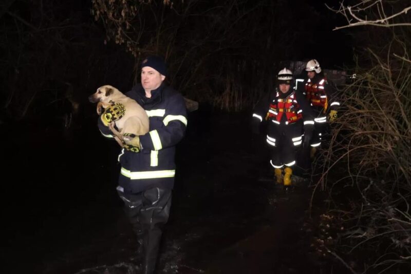 У Кропивницькому через розлив річки затопило притулок для тварин