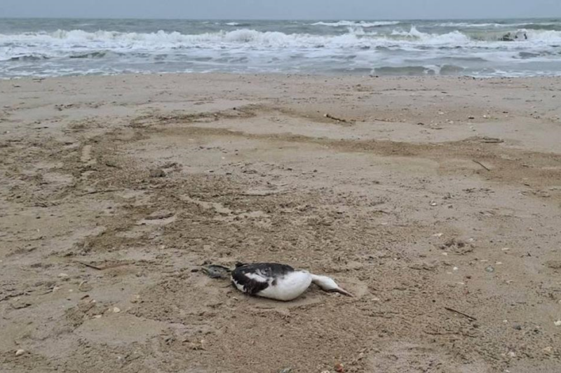 Витік олії в Чорне море після атак РФ вбив 5000 птахів – еколог