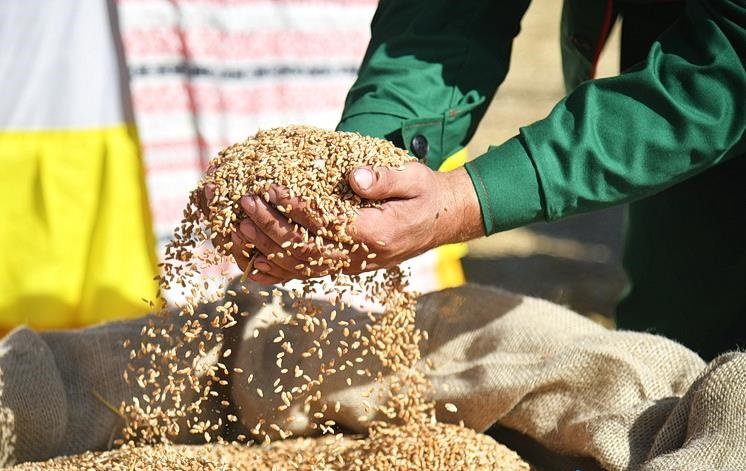 Білорусь продає крадене українське зерно, видаючи його за “своє” – ЦПД