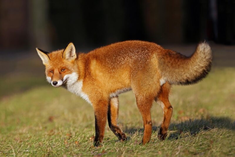Лисиця проти вовка: унікальне відео полювання тварин