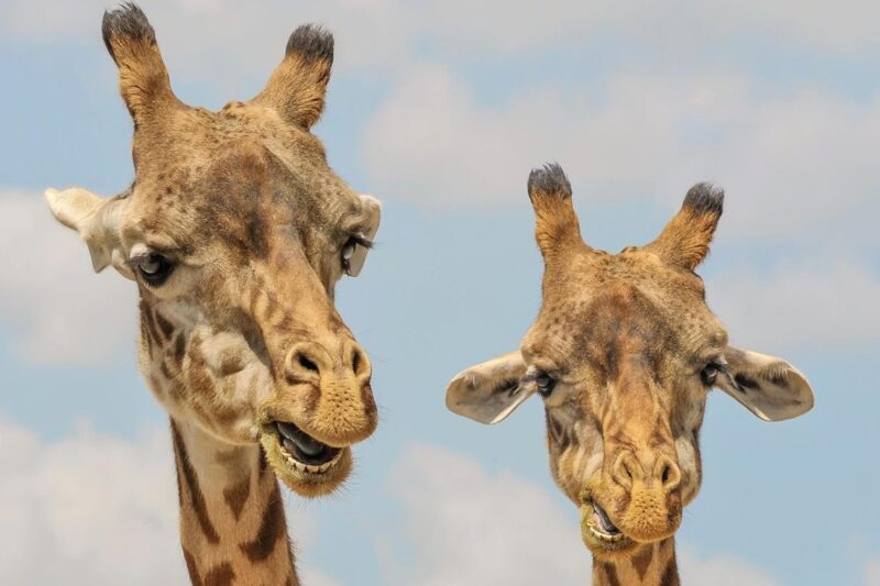 Названо сім видів тварин, які оплакують близьких