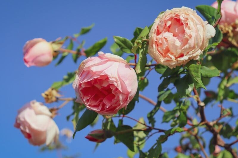 Обрізання троянд – покрокова інструкція