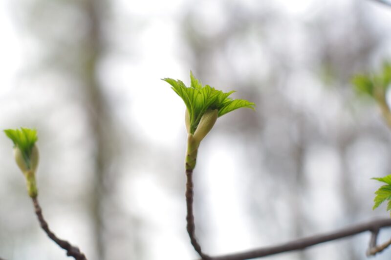 Потепління, місцями дощитиме: синоптики про погоду у найближчі дні