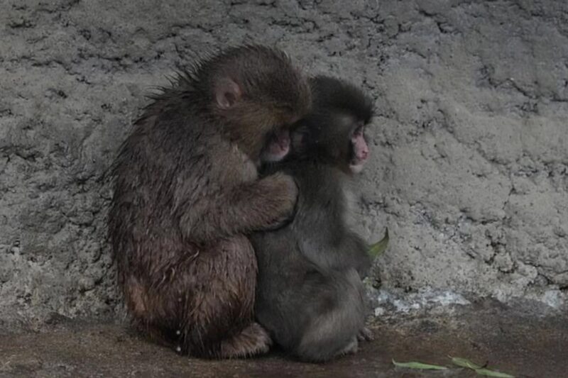 Самотня мавпочка Панч знайшла друга: її відкинула зграя